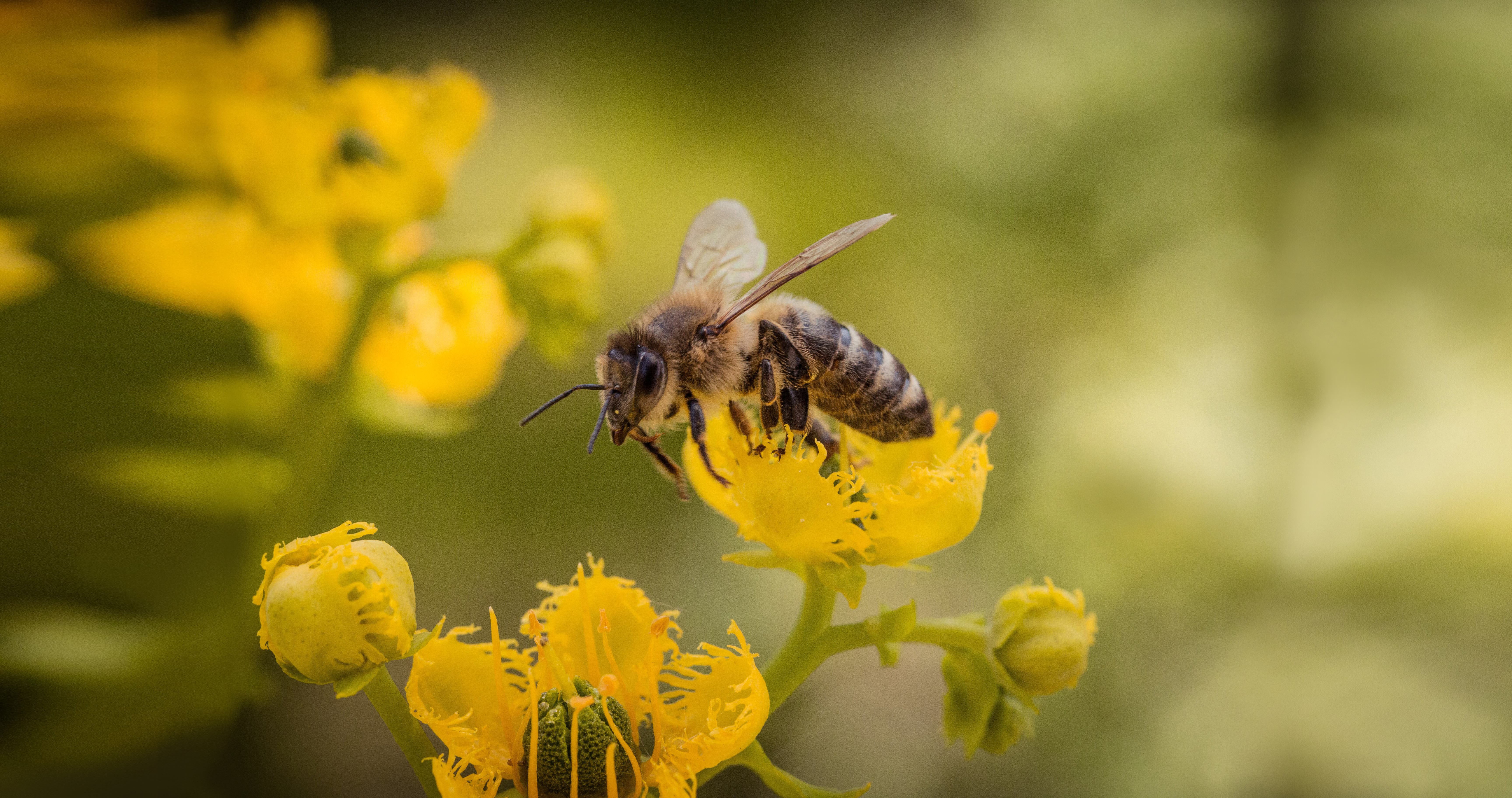 bee on a flower